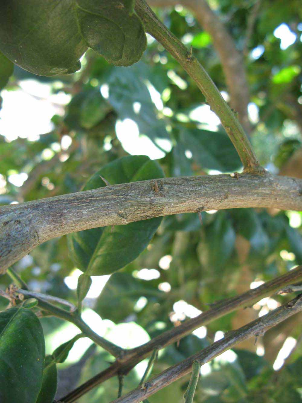              Second - third year twig (Winter Haven, FL)       